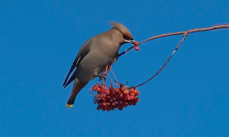 Beccofrusone  (Bombycilla garrulus)